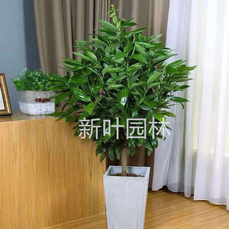 武汉花卉租摆：专业设计让鲜花绽放最美姿态